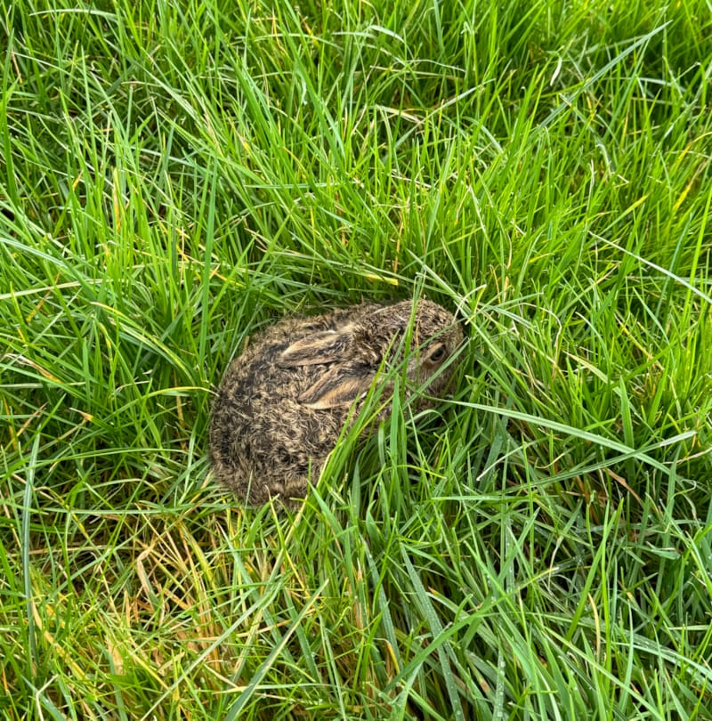 Visiting Wildlife at Bugthorpe Grange